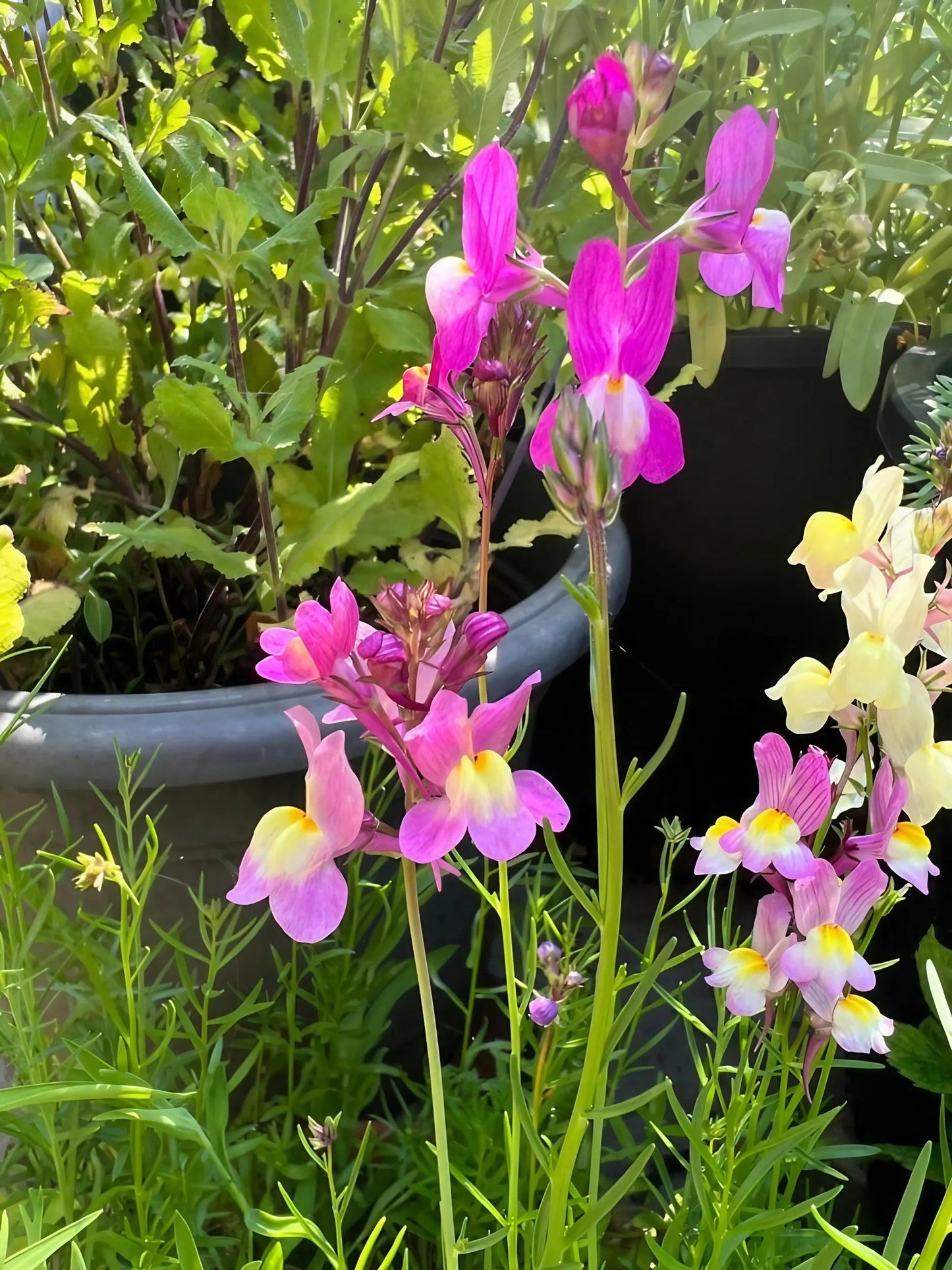 Linaria Fairy Bouquet Mix