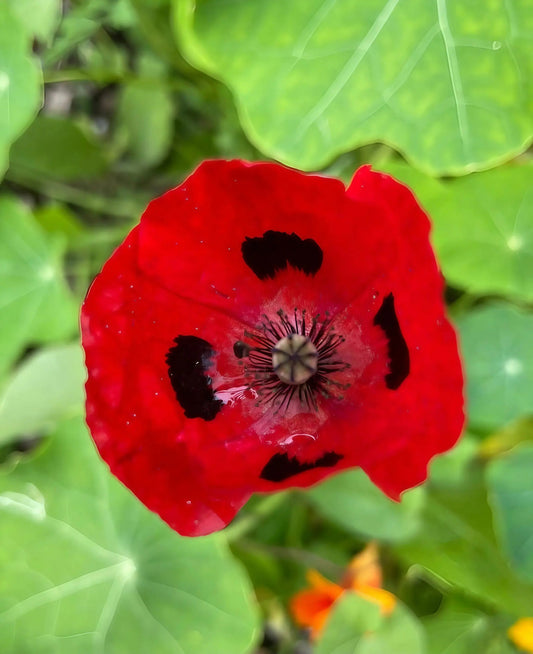 Poppy Ladybird