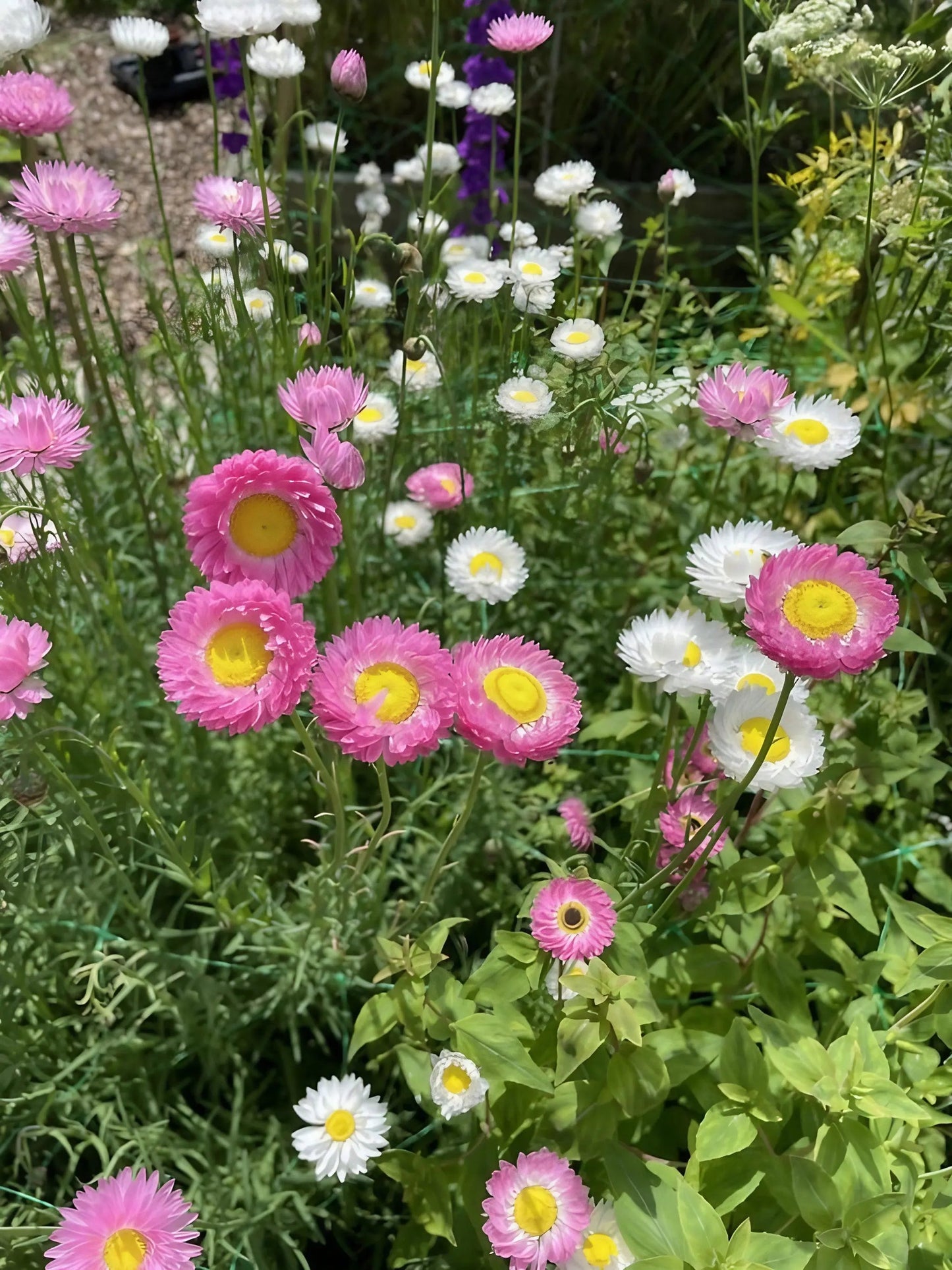 Strawflower Helipterum Roseum Mixed