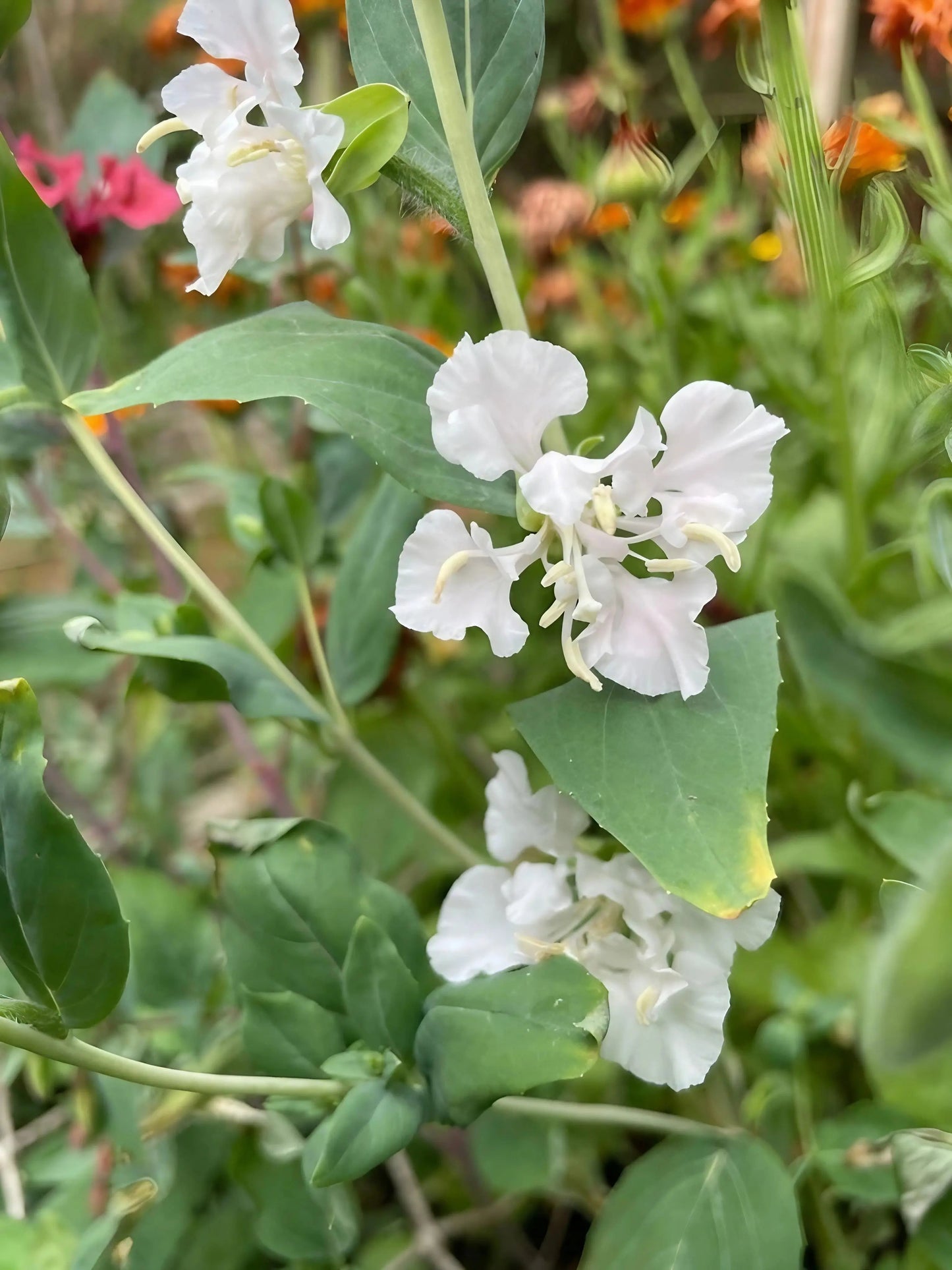 Clarkia Crown Double Mix