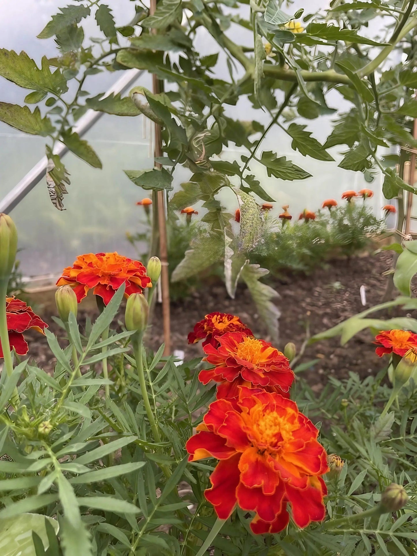 French Marigold Red Cherry
