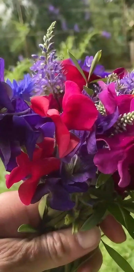 Sweet Pea Old Spice Starry Night