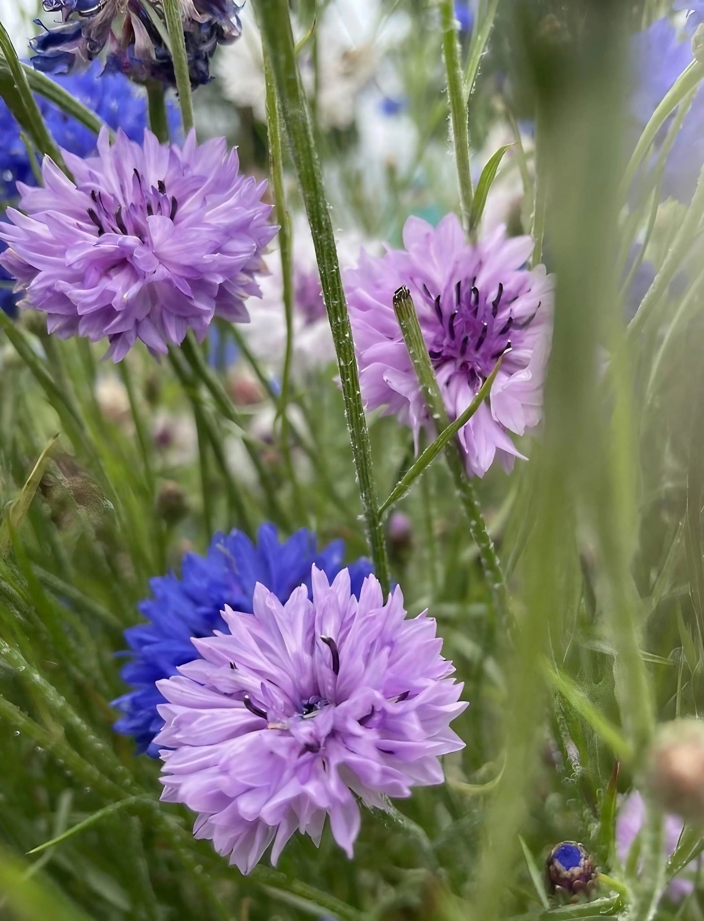 Cornflower Mauve Boy