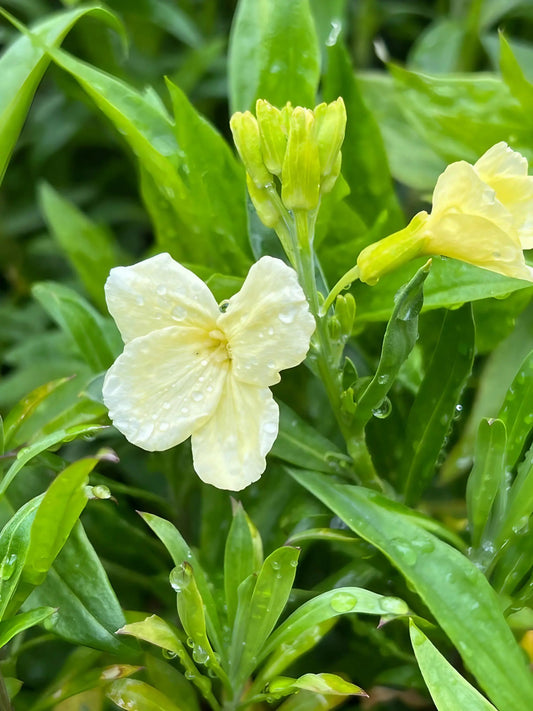 Wallflower Ivory White