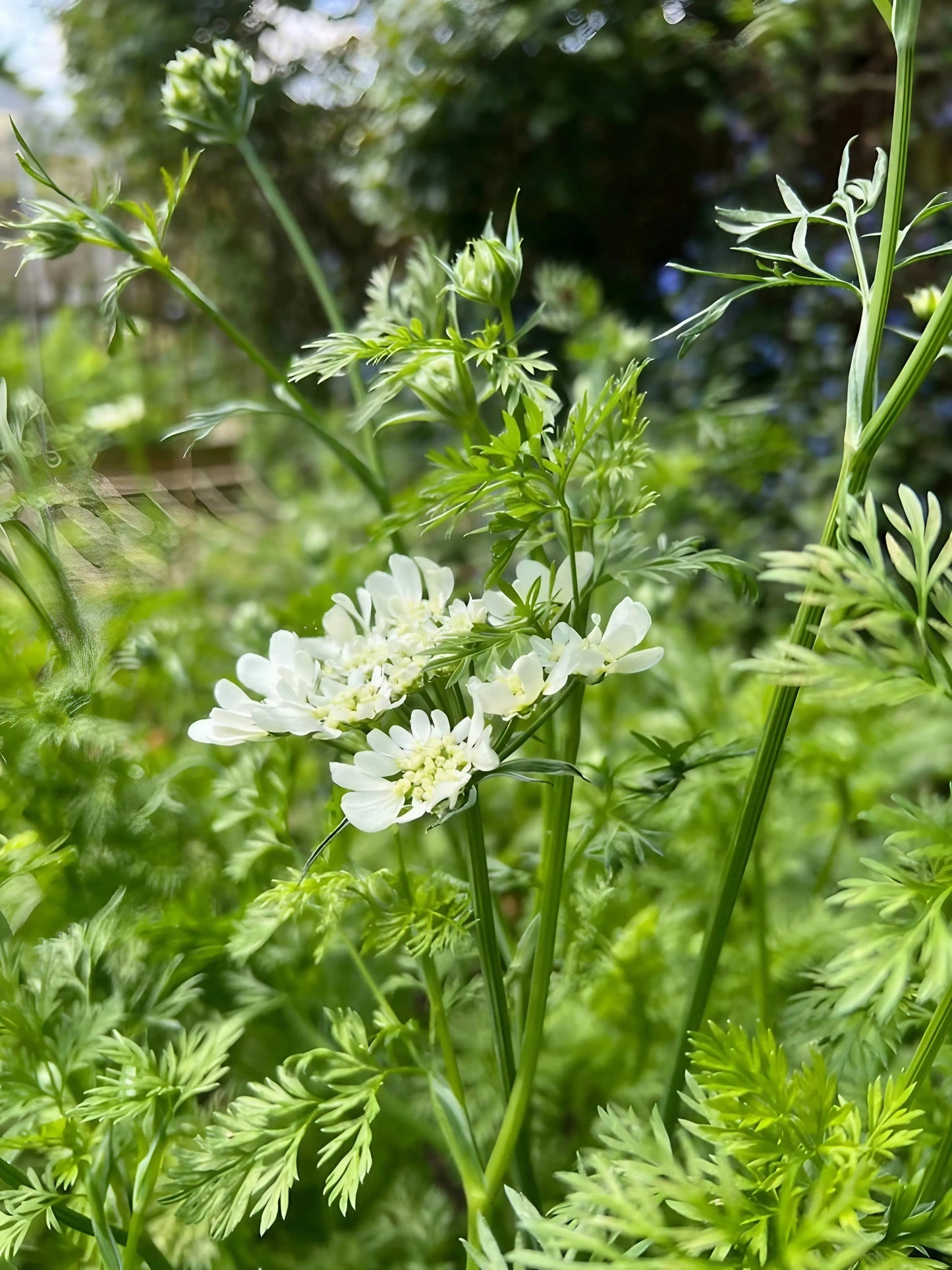 Orlaya Grandiflora