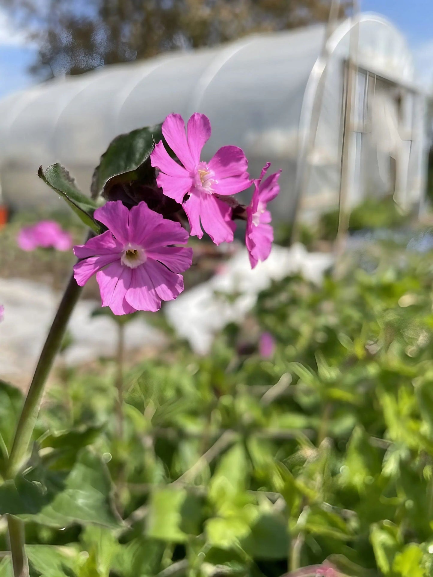 Red Campion