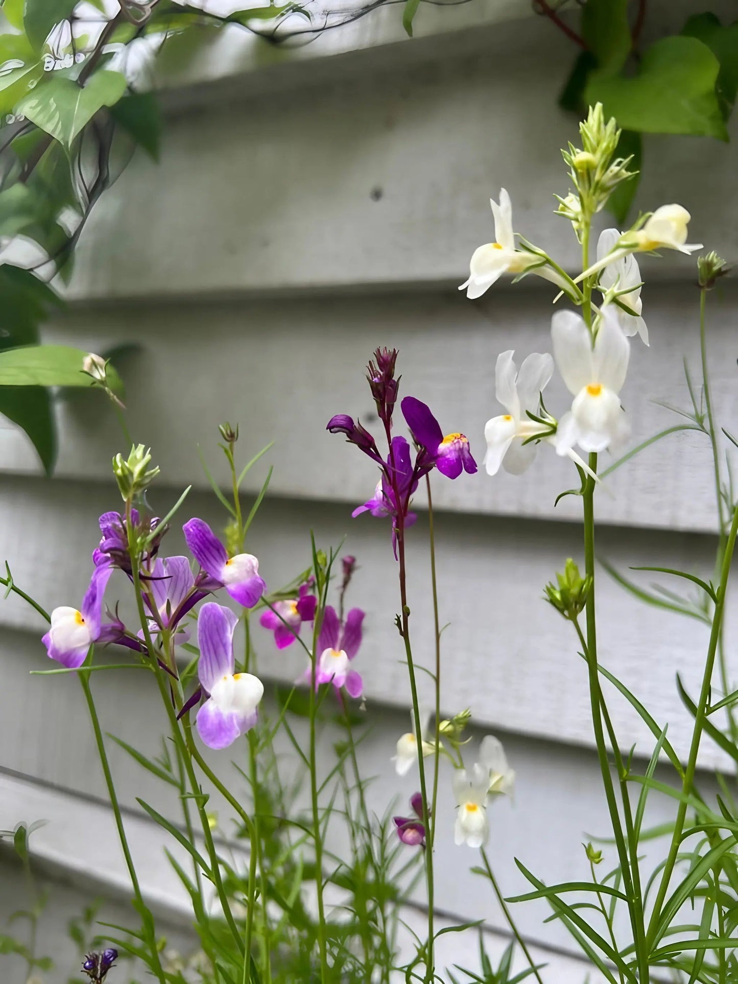Linaria Fairy Bouquet Mix