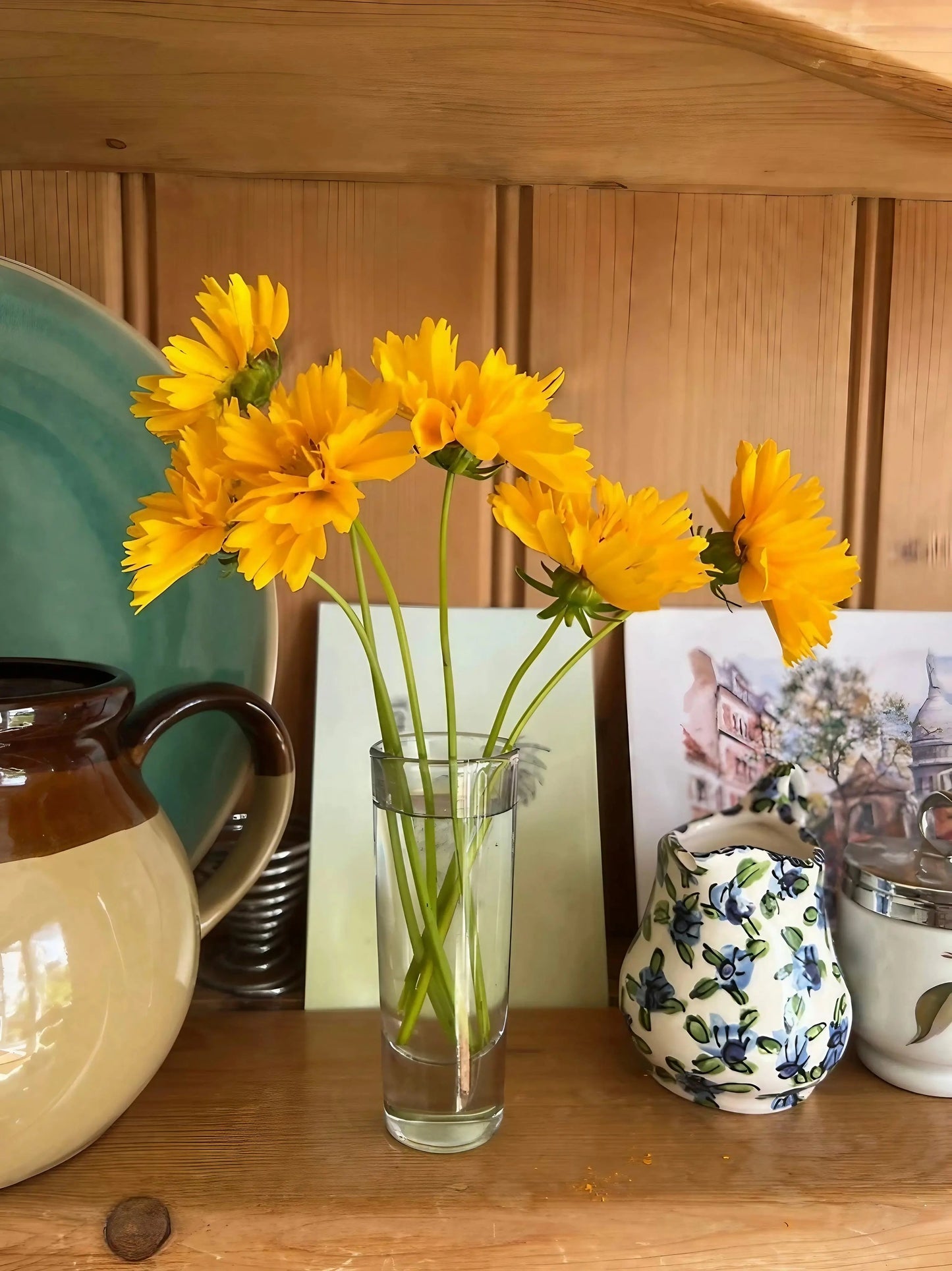Coreopsis Early Sunrise