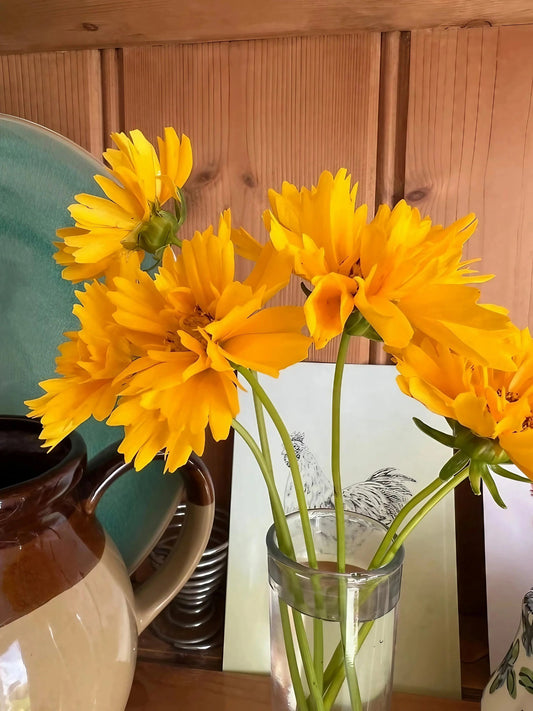 Coreopsis Early Sunrise