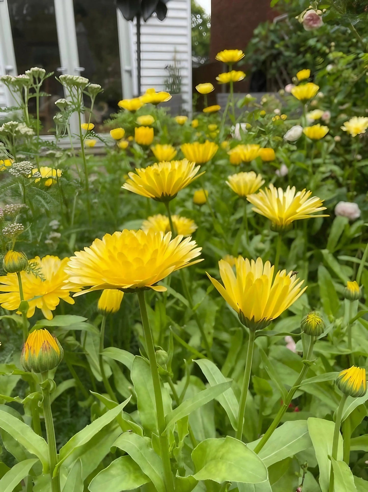 Calendula Pacific Beauty Cream