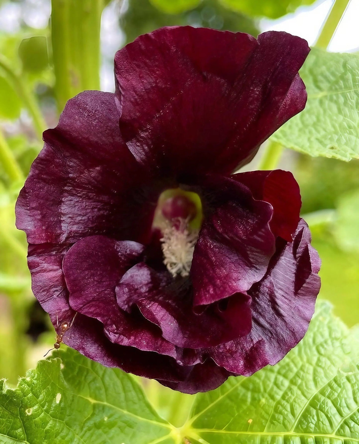 Hollyhock Bishy Barnabee Mix