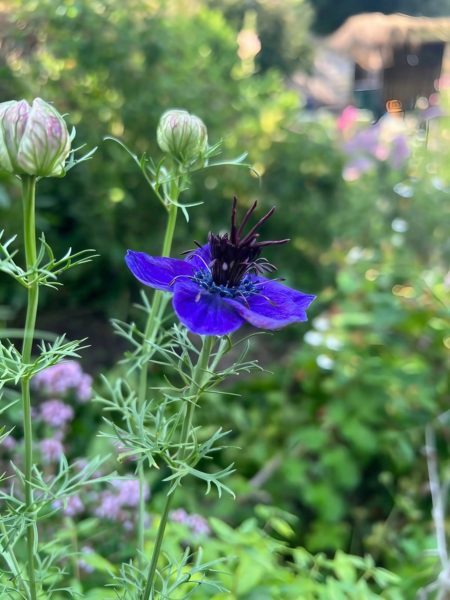 Nigella hispanica