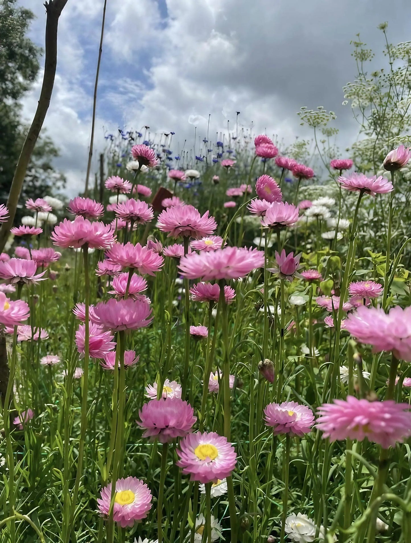 Strawflower Helipterum Roseum Mixed