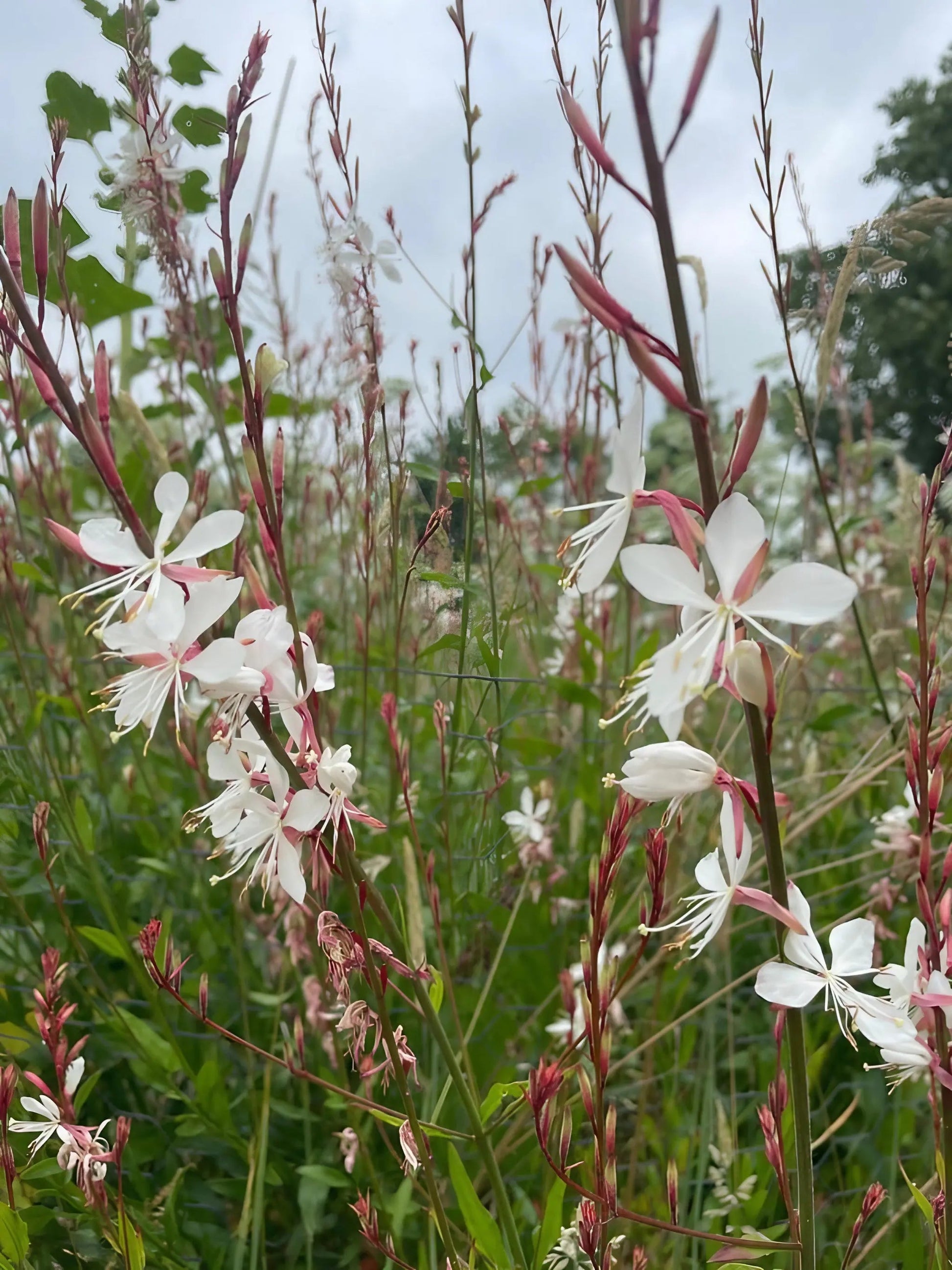 Gaura 'The Bride' – Sturmer Garden Centre