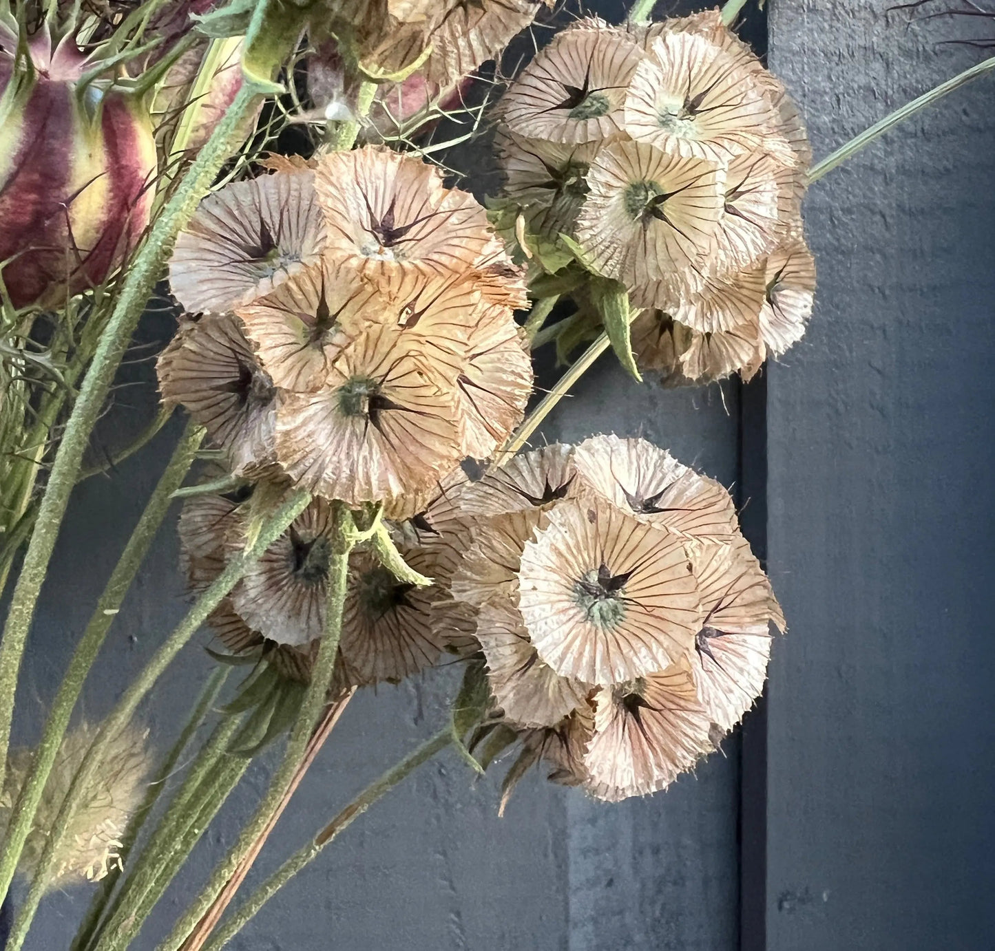 Scabious Stellata Seed Heads Dried
