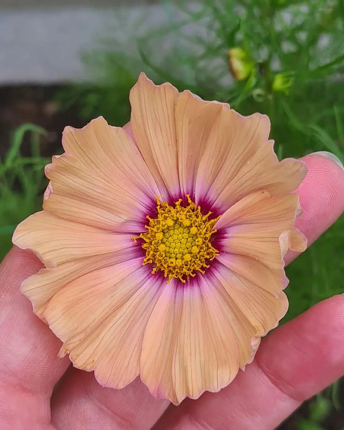 Cosmos Apricotta