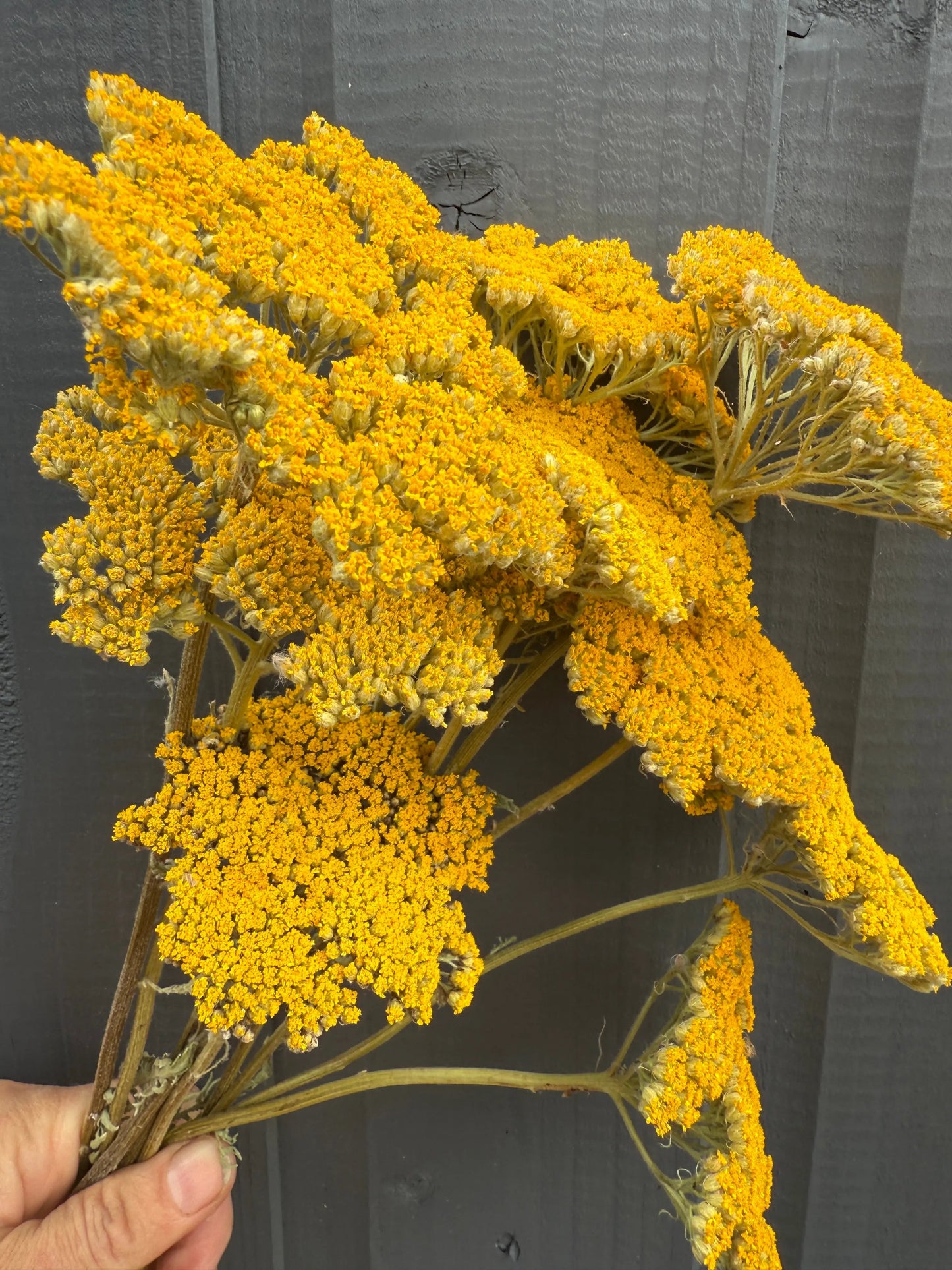 Achillea Cloth of Gold Dried