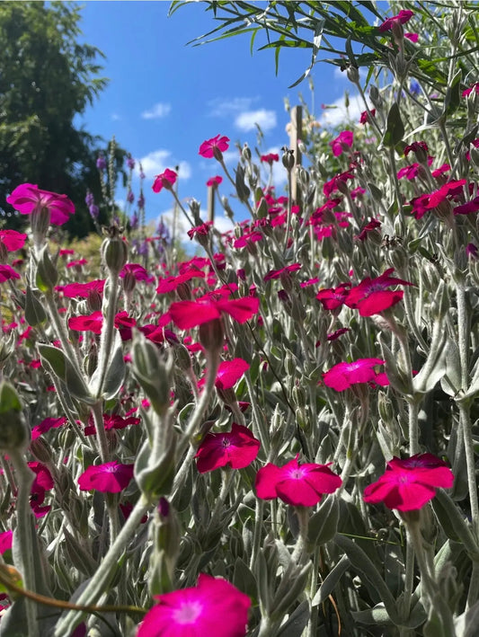 Rose Campion