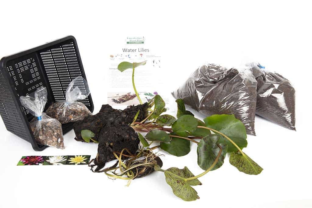 Xue Fei water lily - pond plants - DW11