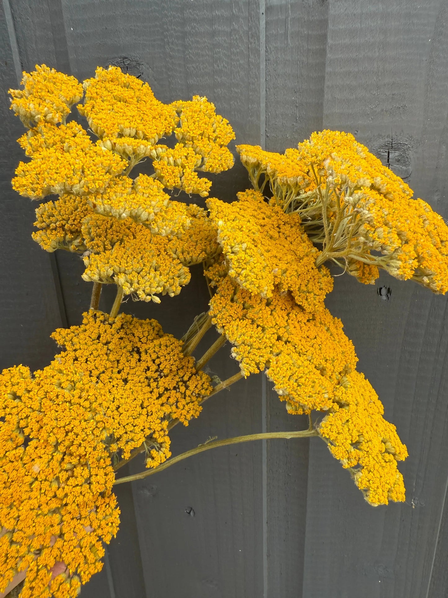 Achillea Cloth of Gold Dried