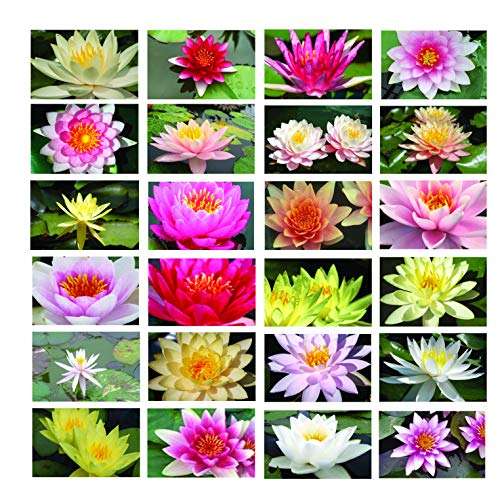 Pot Luck Water Lily x 5