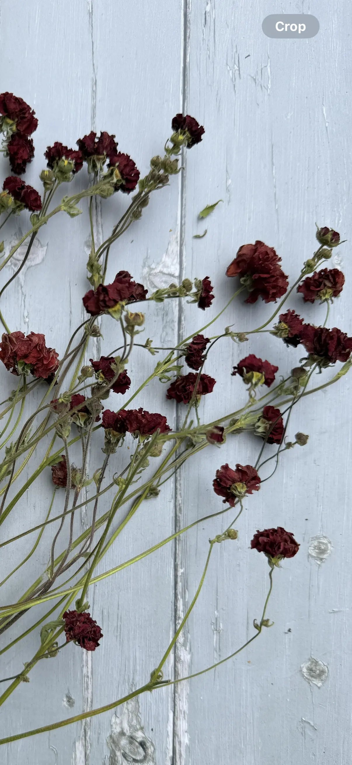 Geums Dried