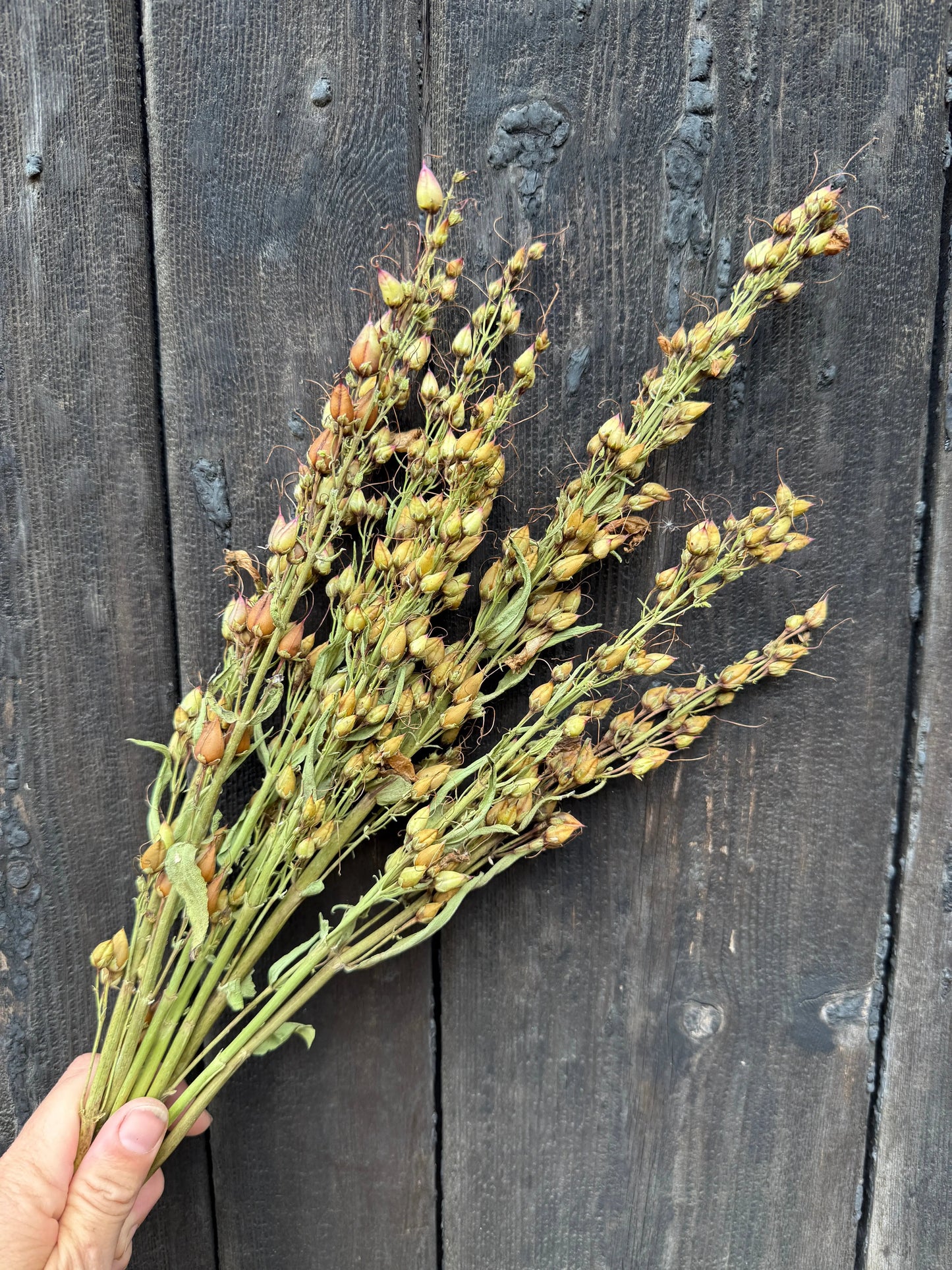 Penstemon Dried