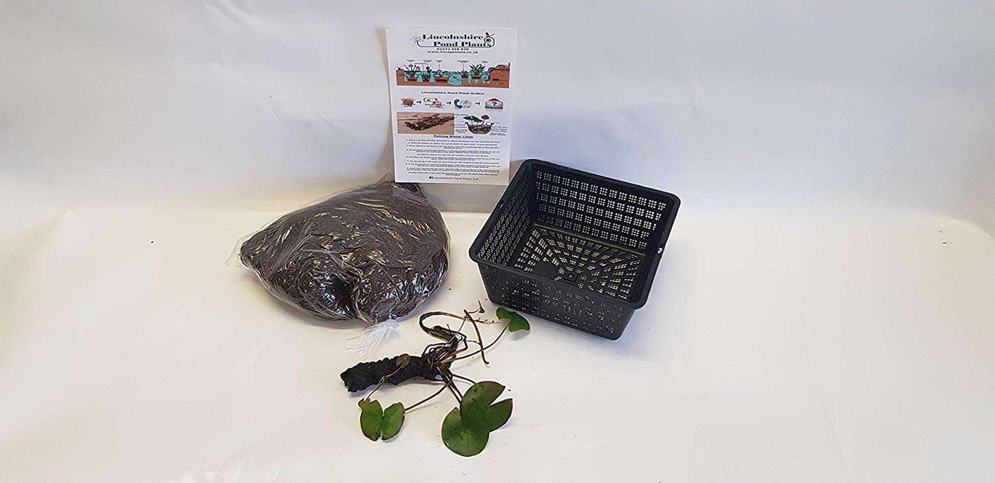 Lucida Water Lily - Pond Plants - SW05