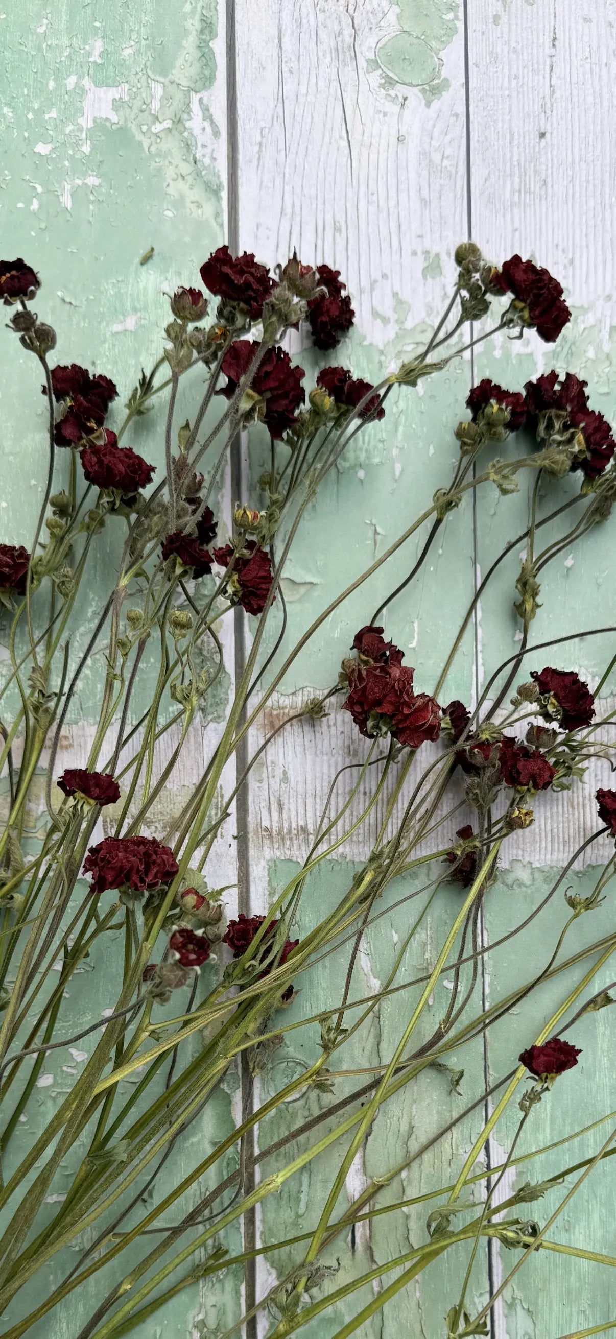 Geums Dried