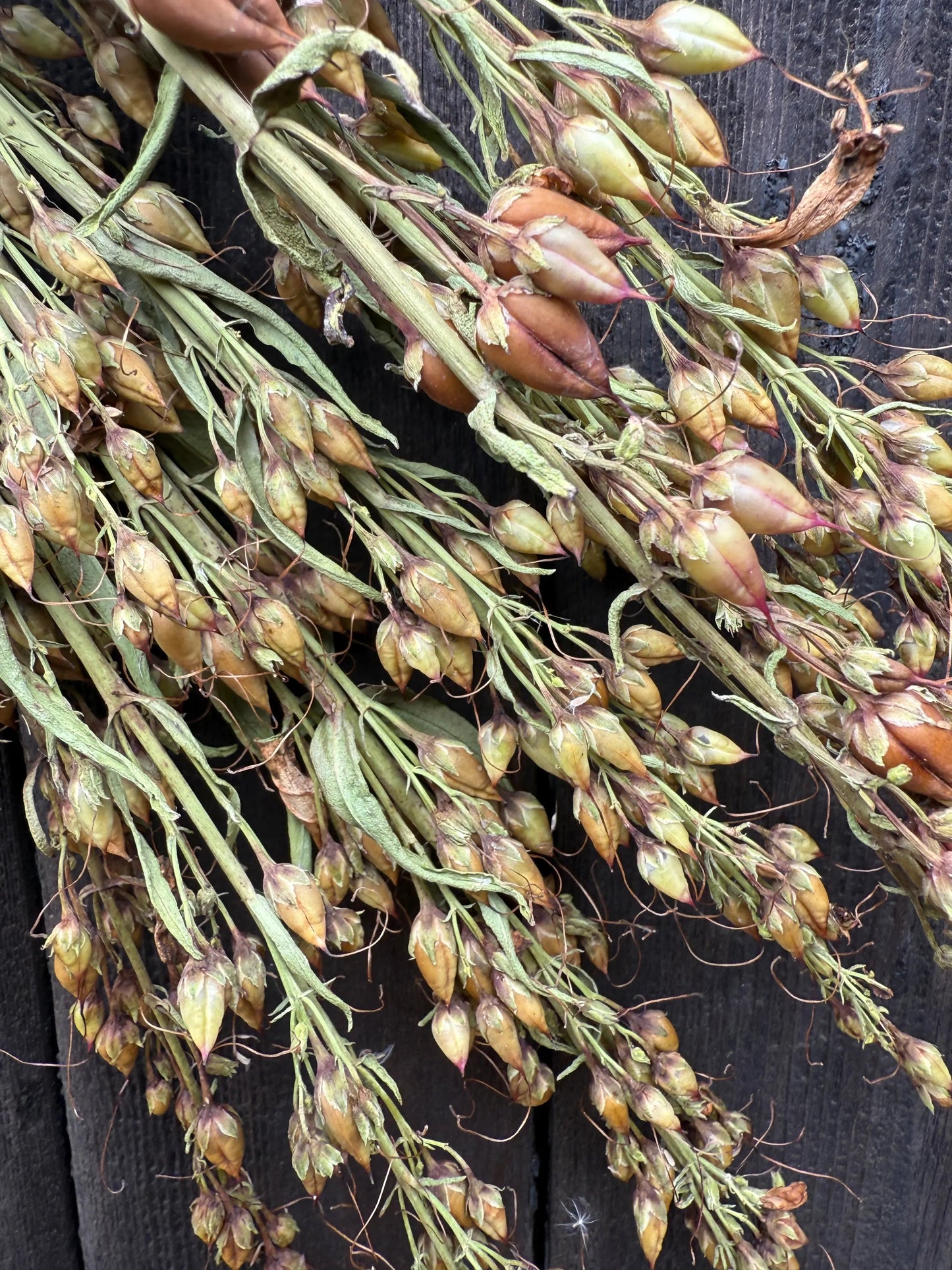 Penstemon Dried