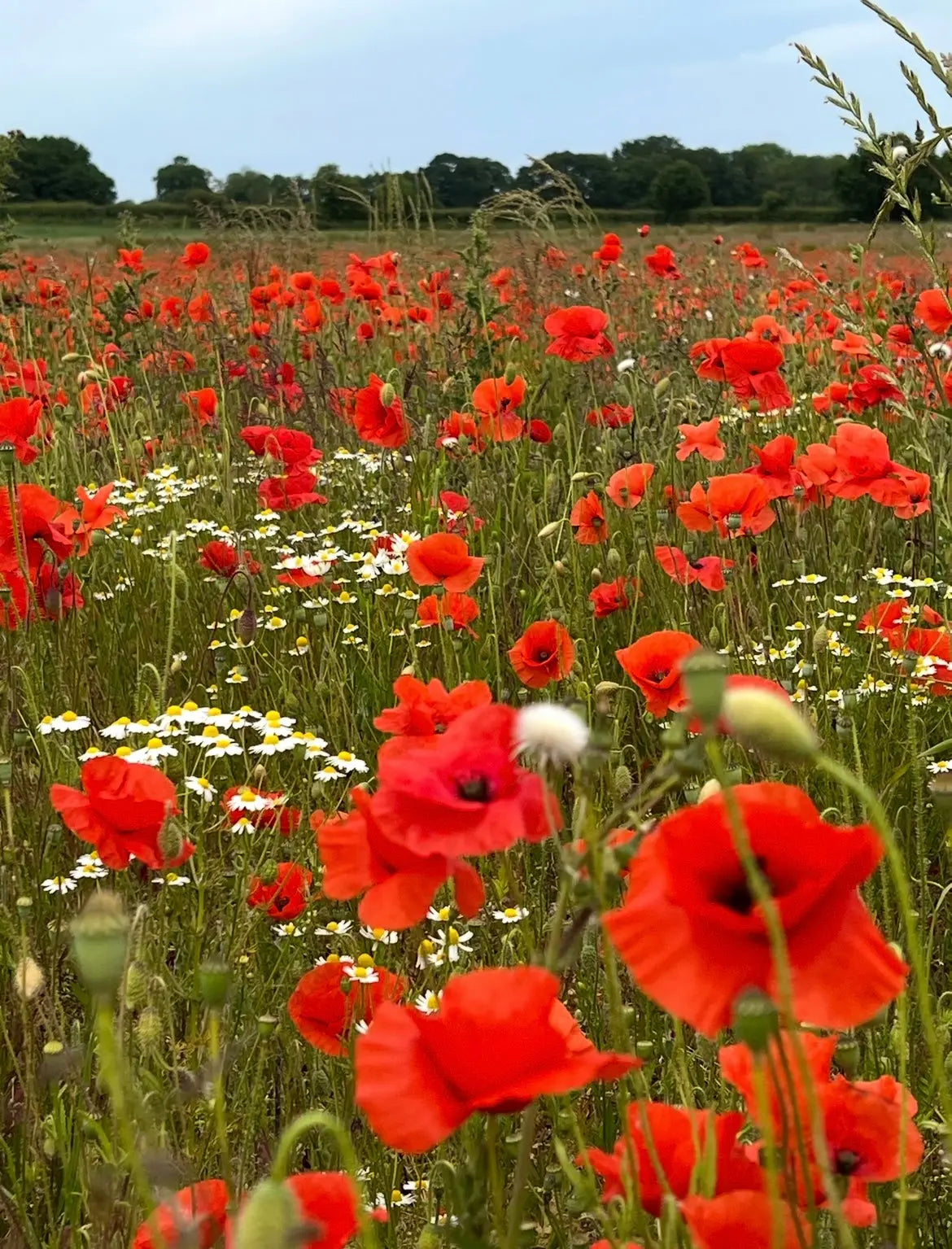 Poppy Flanders Red