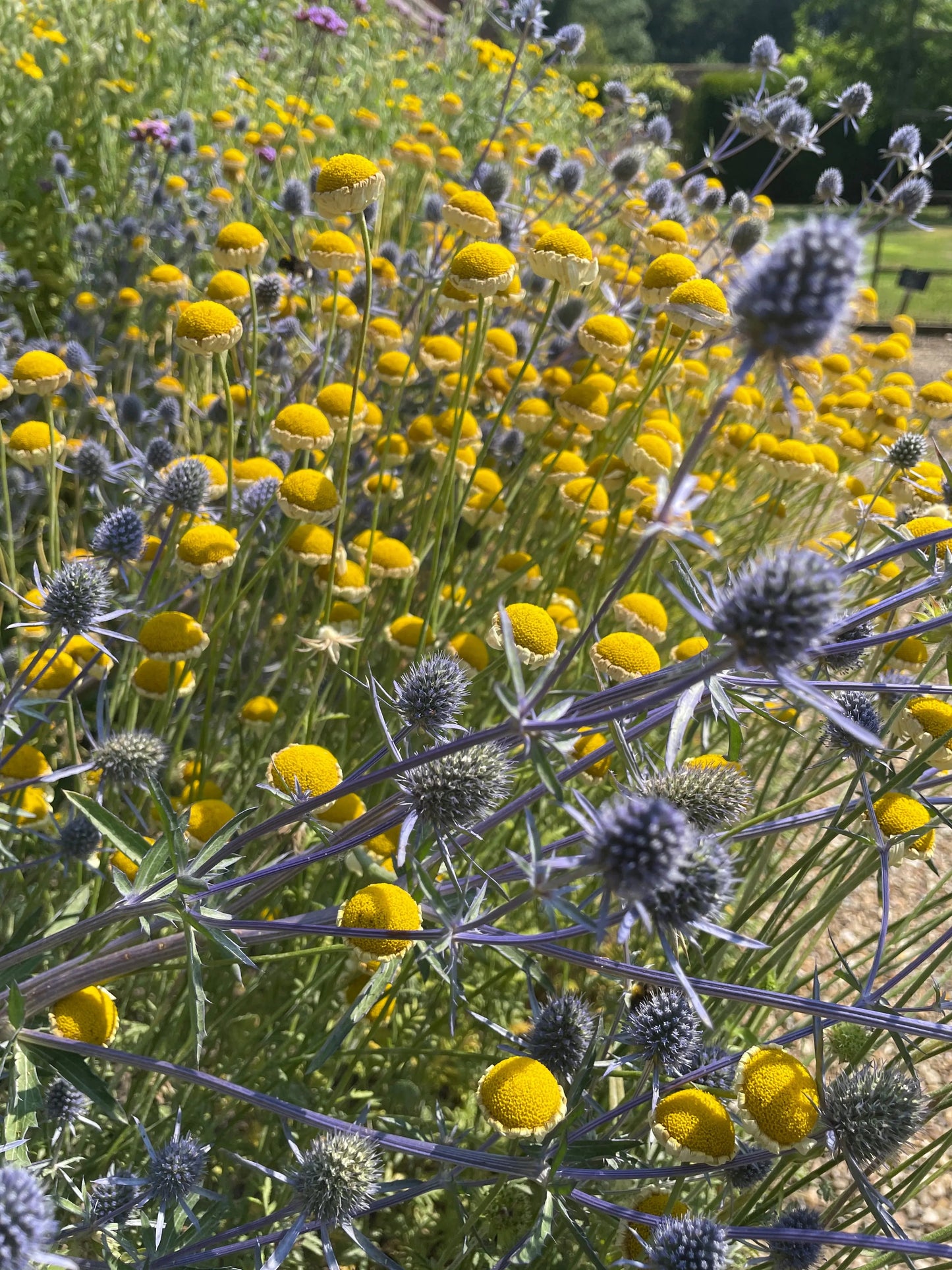 Eryngium (Sea Holly)