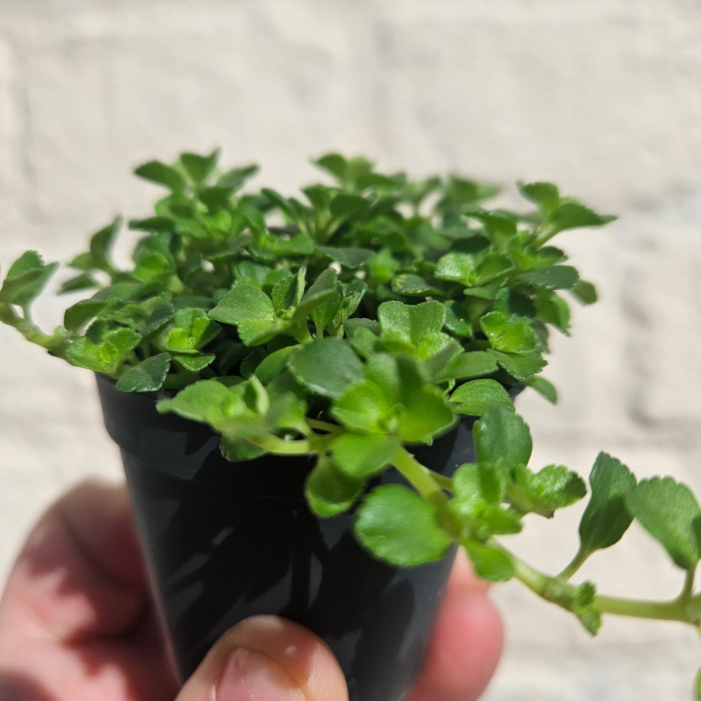Pilea depressa (Baby Tears)