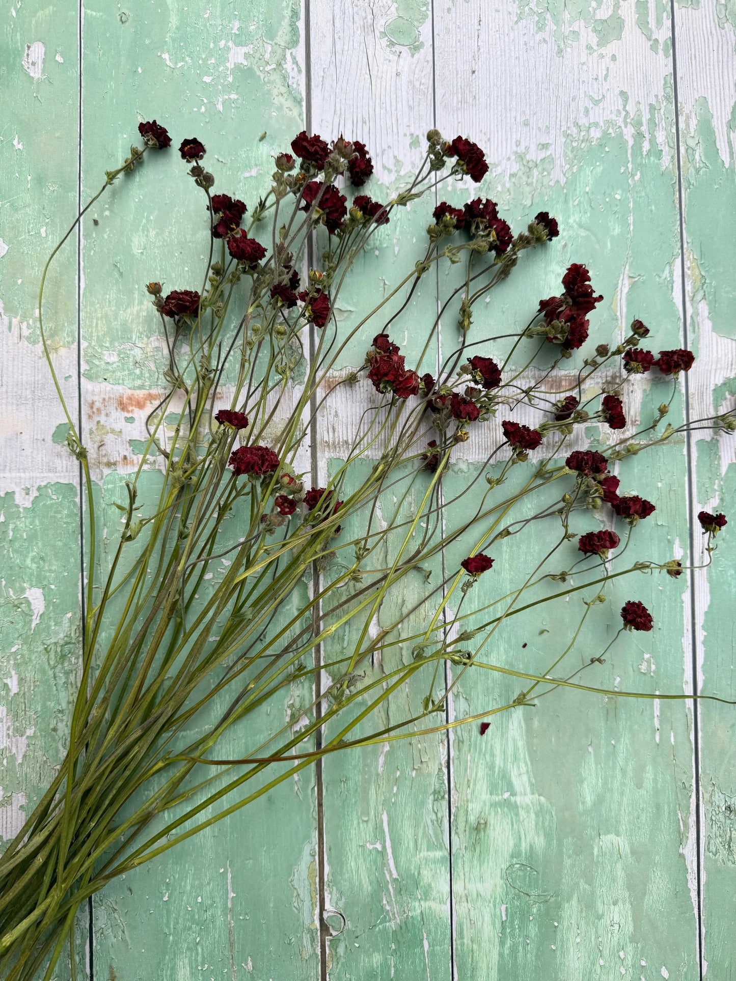 Geums Dried