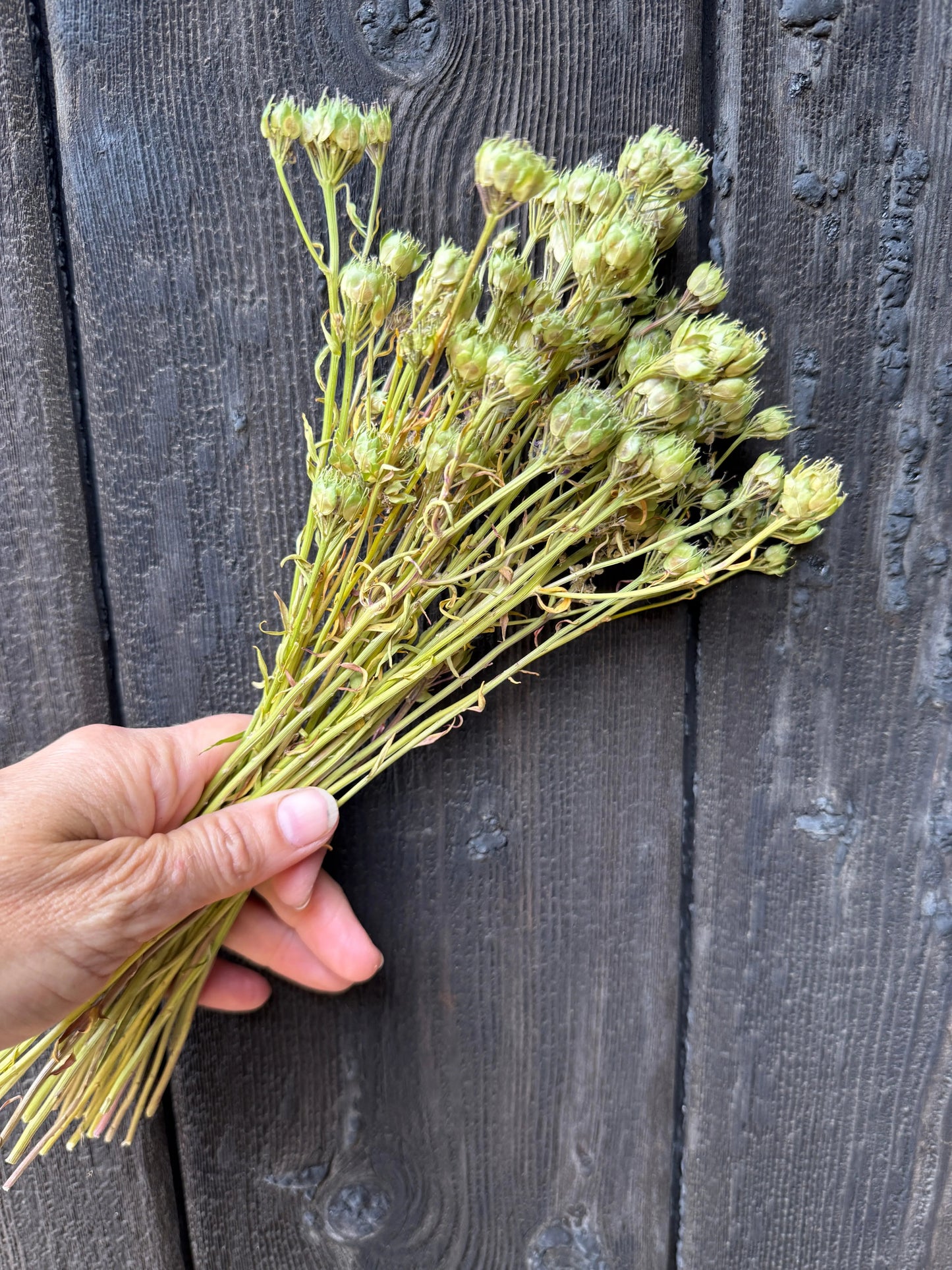 Candytuft Dried