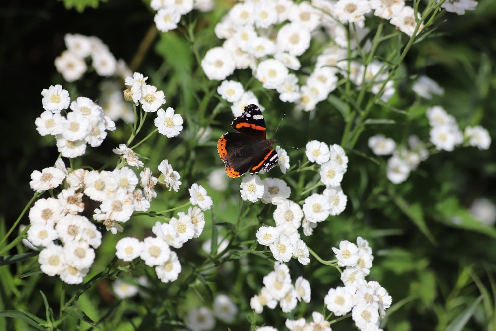 Achillea ptarmica 'The Pearl' - Marginal Pond Plants - BP001