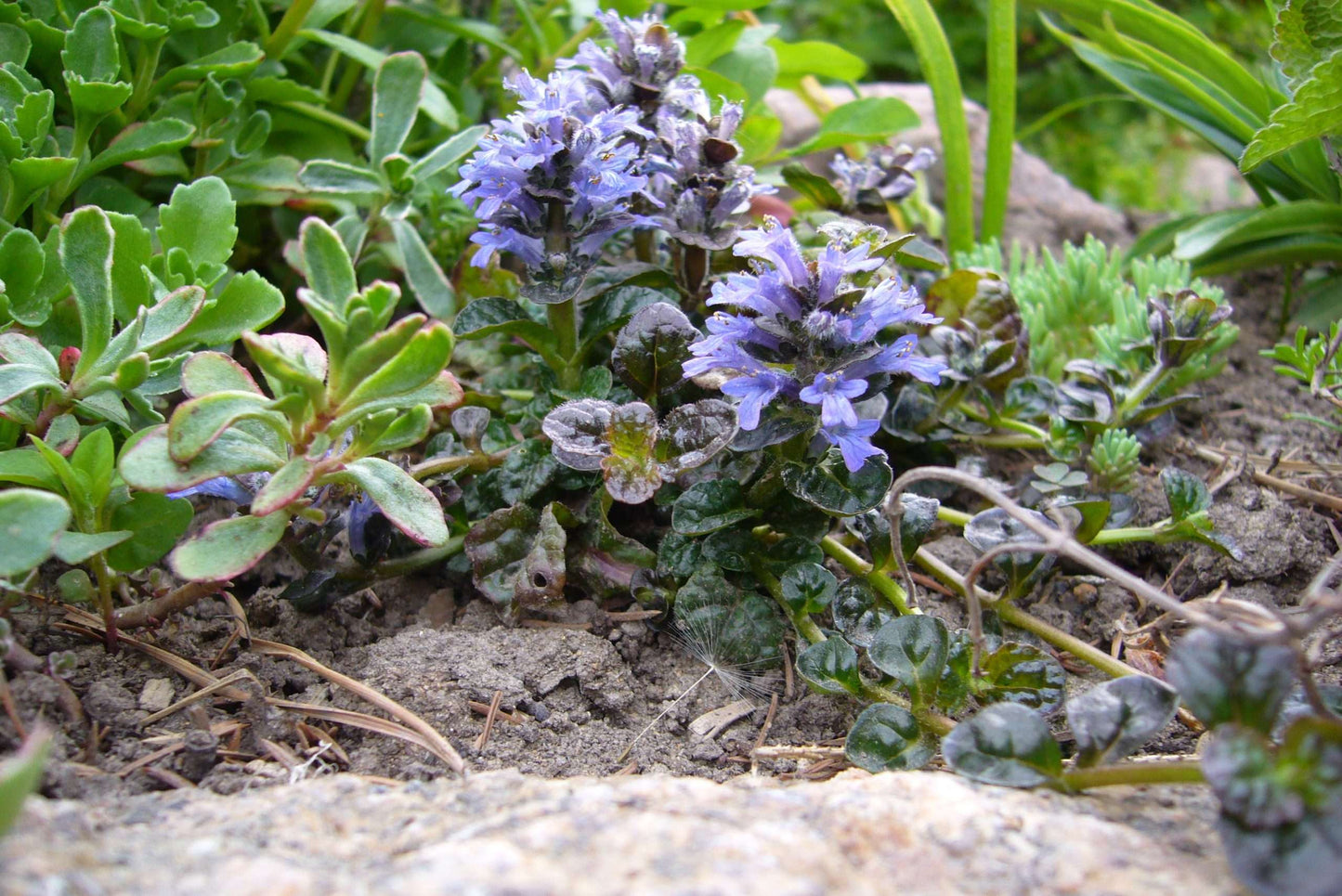 Ajuga pyramidalis 'Metallica Crispa' - Bog Pond Plants - BP002