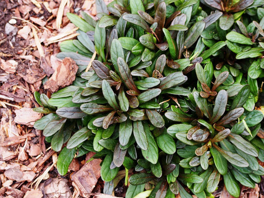 Ajuga reptans 'Chocolate' - Bog Pond Plants - BP003A
