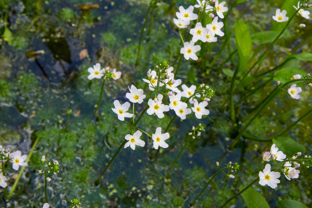 Alisma plantago aquatica (Water plantain) - Marginal Pond Plants - MP008