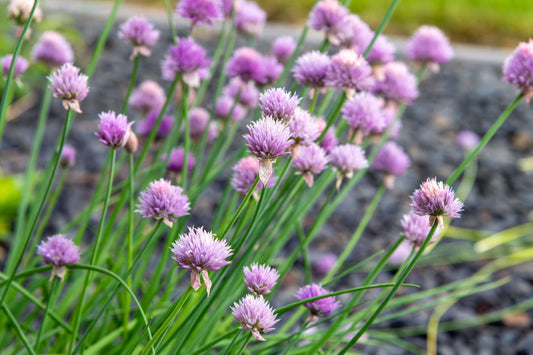 Allium schoenoprasum (Chives) - Bog Pond Plants - BP005