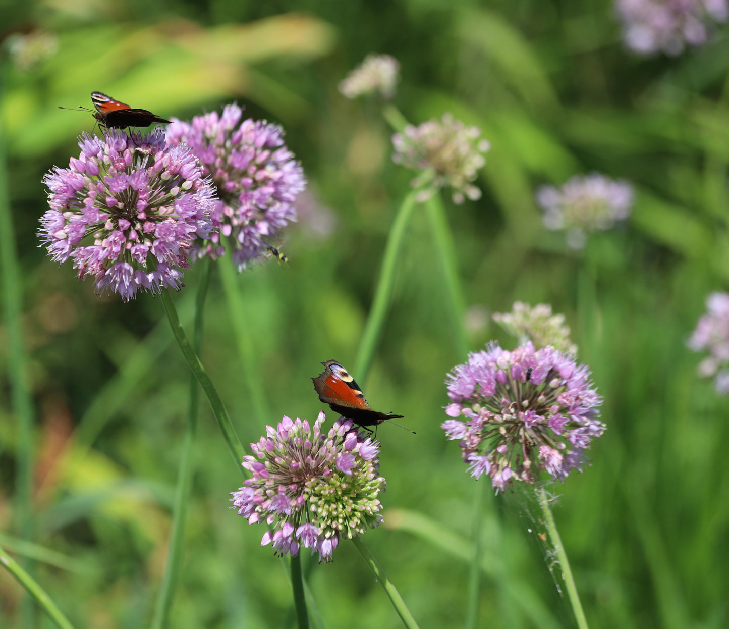 Allium angulosum (Chives) - Bog Pond Plants - BP005A
