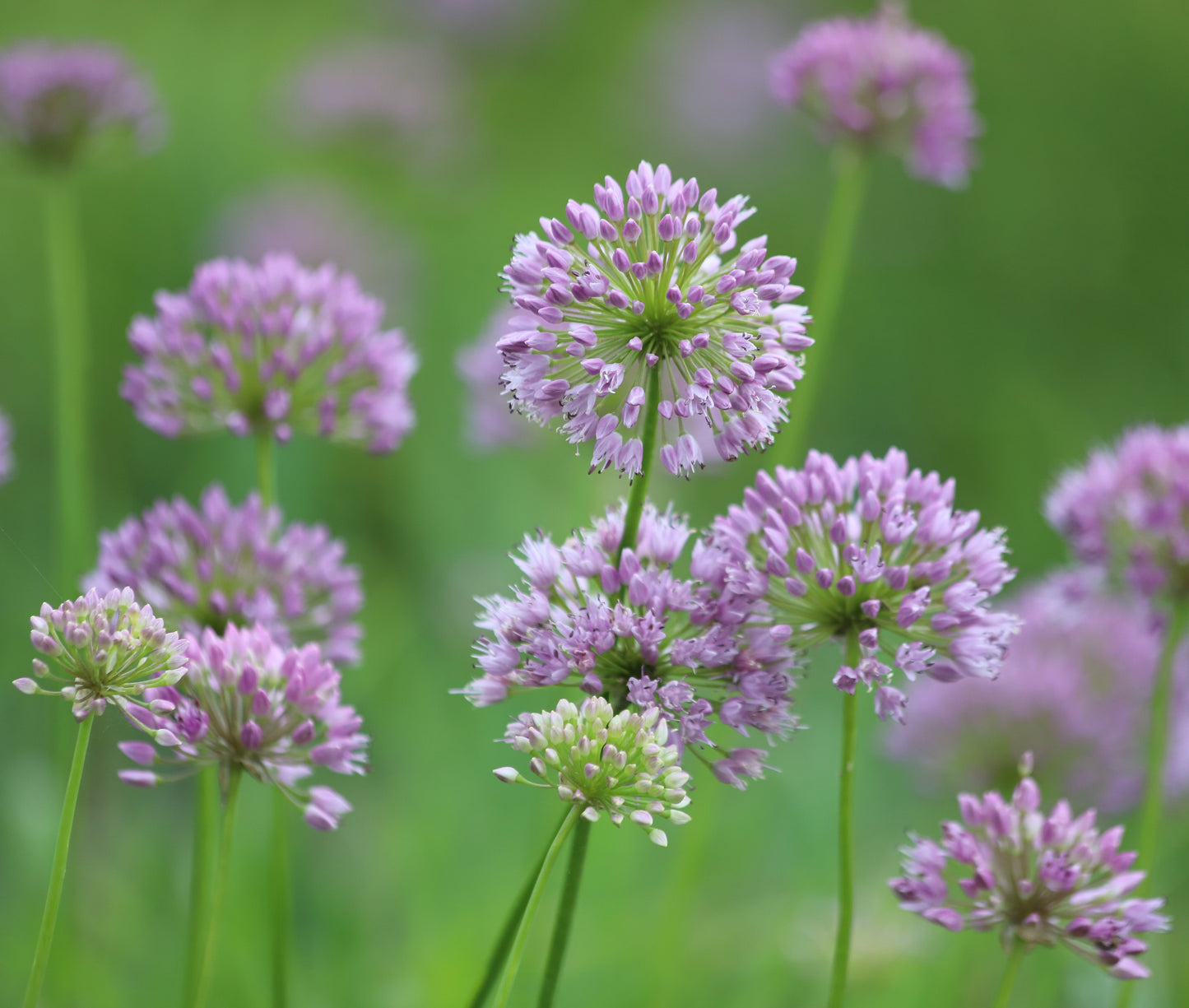 Allium angulosum (Chives) - Bog Pond Plants - BP005A