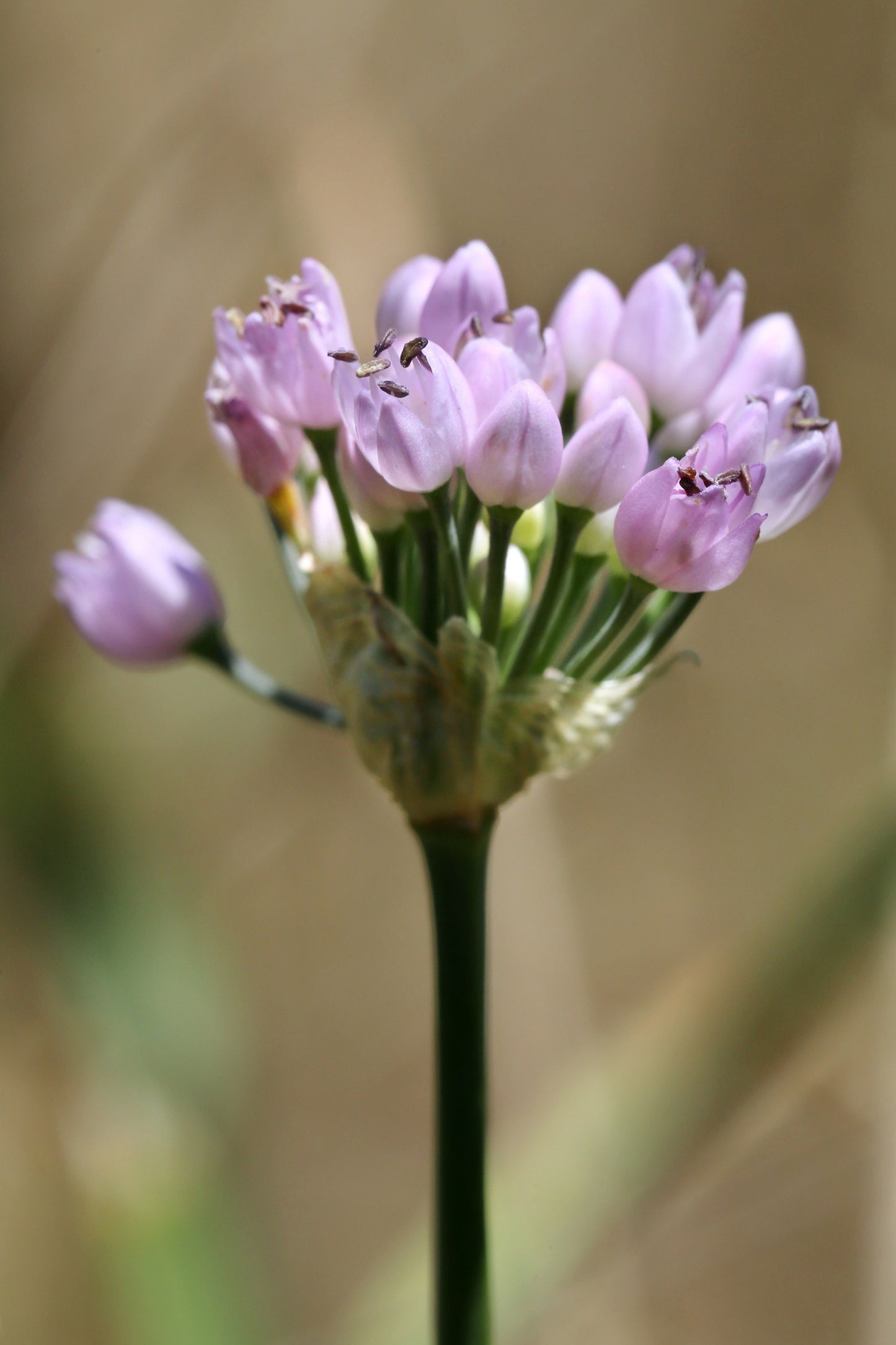 Allium angulosum (Chives) - Bog Pond Plants - BP005A