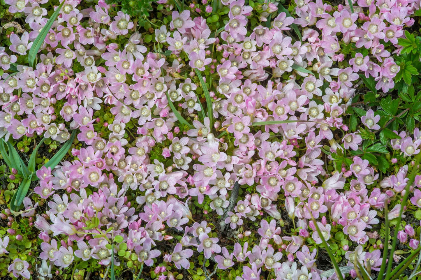 Anagellis Tenella - Bog Pond Plants - BP006