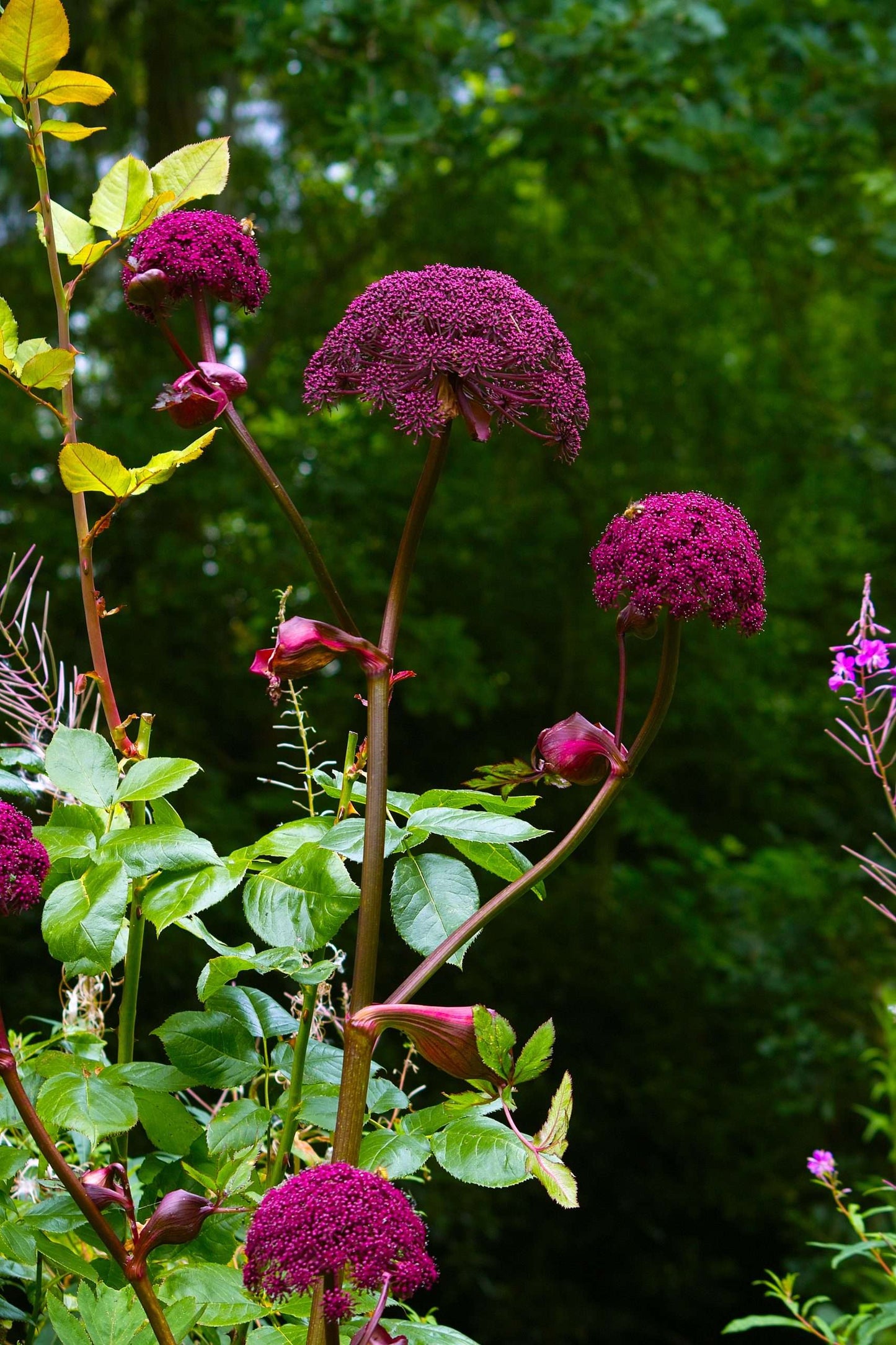 Angelica Gigas - Bog Pond Plants - BP008