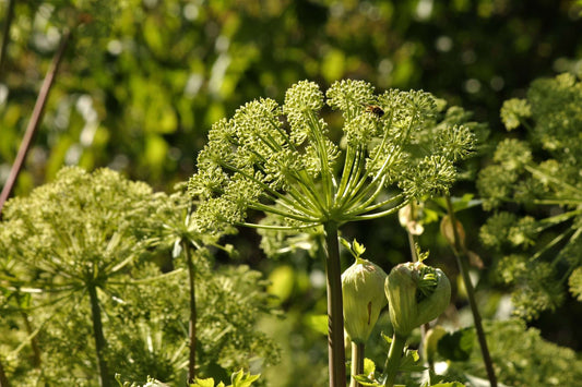 Angelica archangelica - Bog Pond Plants - BP007