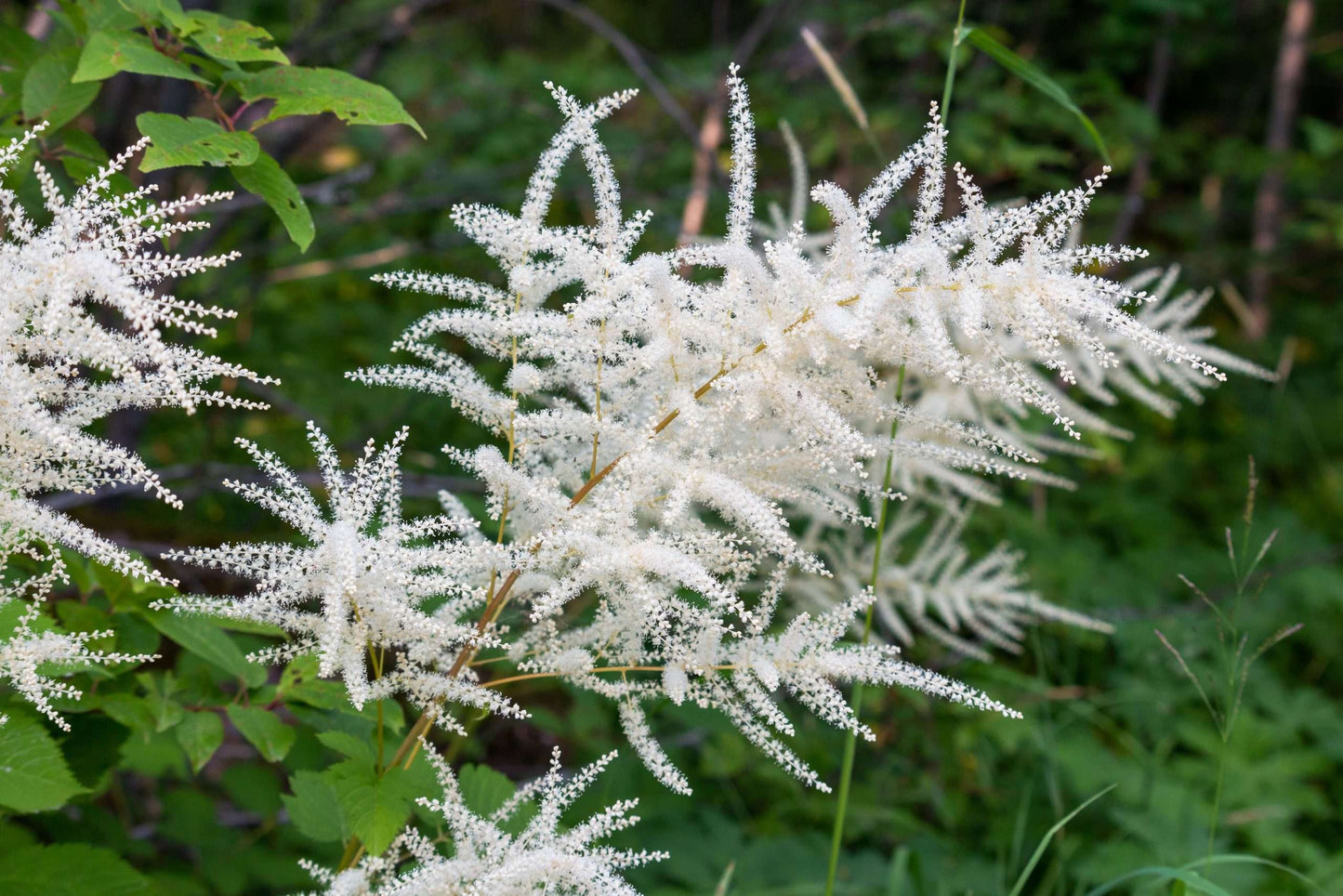 Aruncus dioicus - Bog Pond Plants - BP010