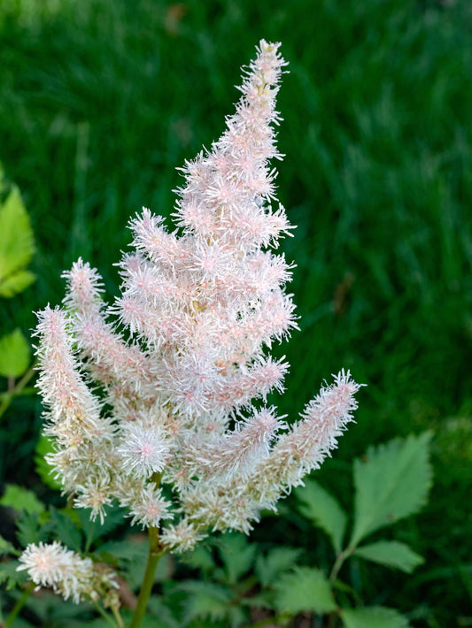 Astilbe 'Avalanche' - Bog Pond Plants - BP012