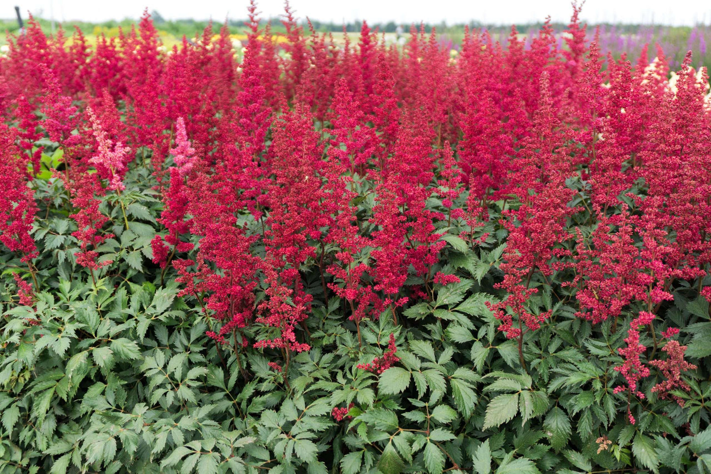 Astilbe Burgundy Red - Bog Pond Plants - BP013A