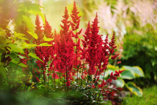 Astilbe 'Red Baron' (False goat's beard) - Bog Pond Plants - BP015